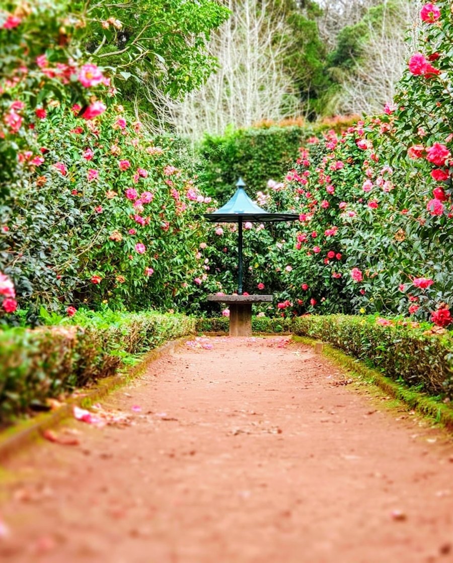 Neat hedges and garden pathway