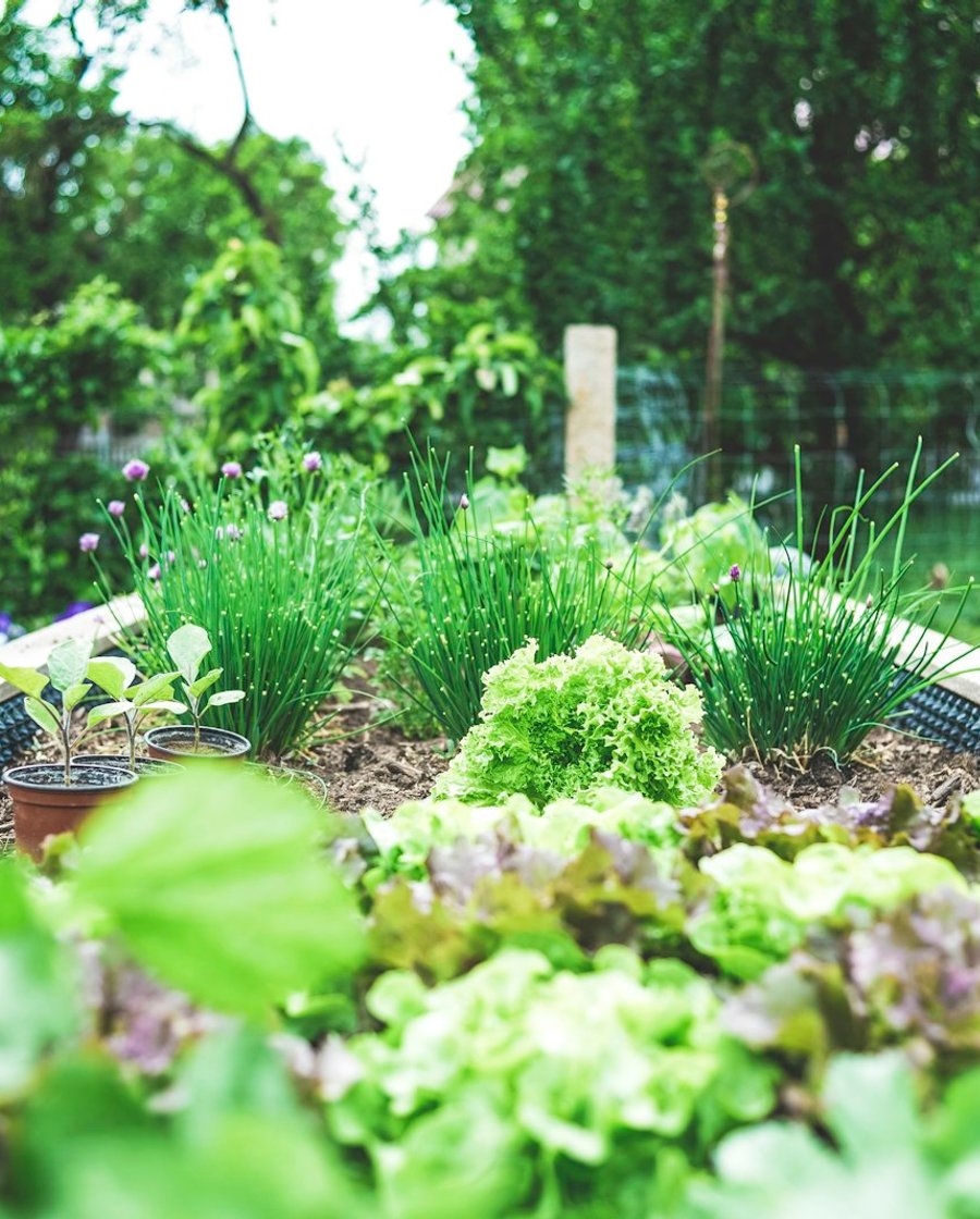 Raised planting bed with healthy plants