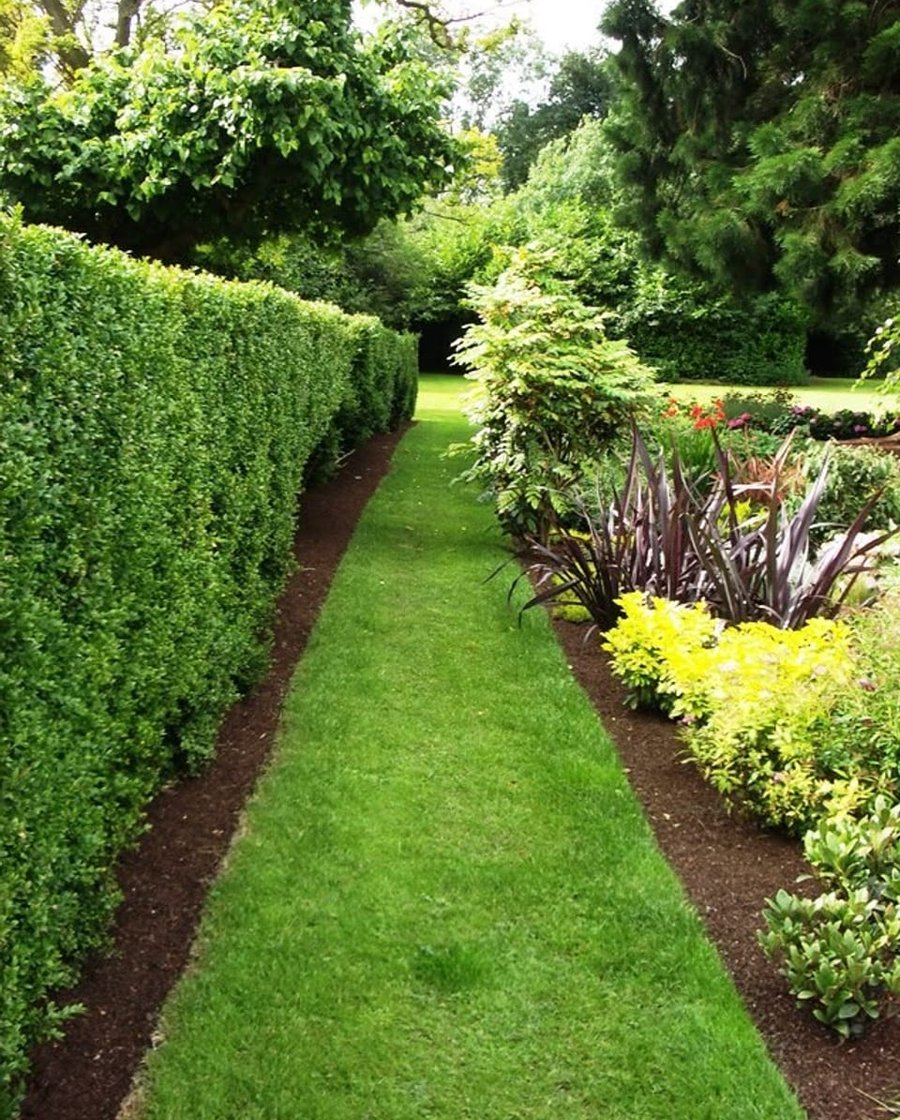 Garden path with hedge and planting border